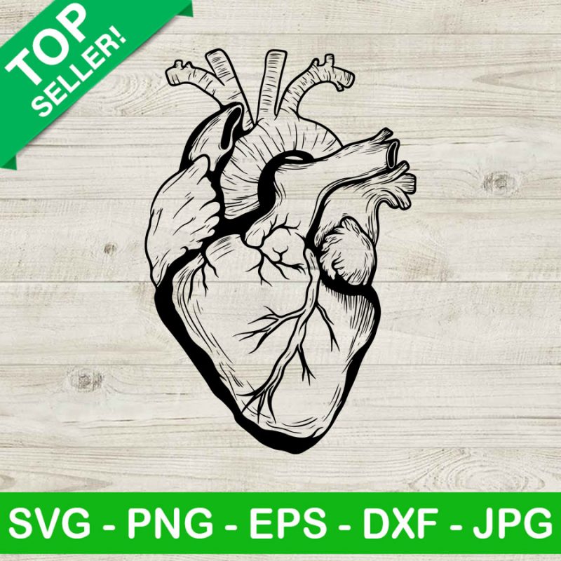 Heart SVG, Anatomical Heart SVG, Human Heart SVG