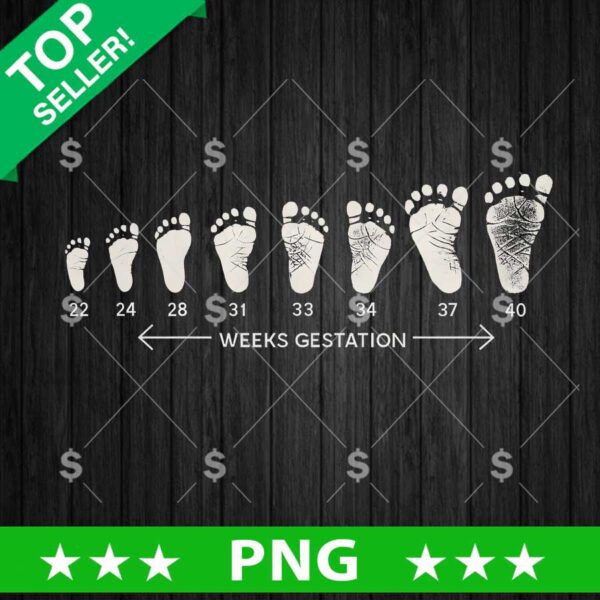 Weeks Gestation Png