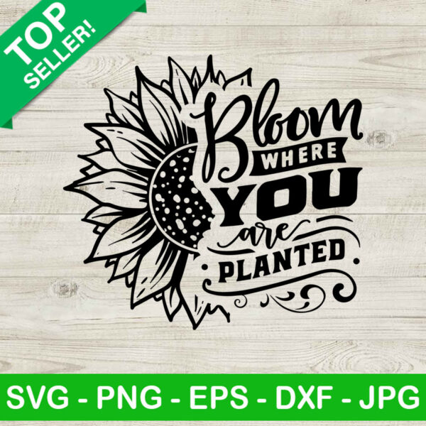 Bloom Where You Are Planted SVG, Sunflower Bloom SVG, Planted SVG
